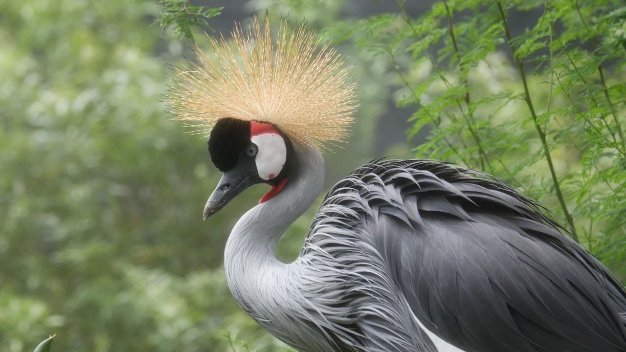 Animal Spotlight: Theodore, Grey Crowned Crane