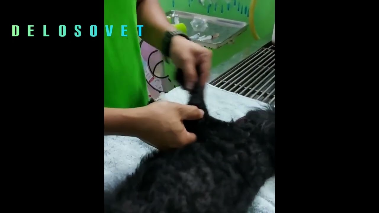 Canine elbow dislocation