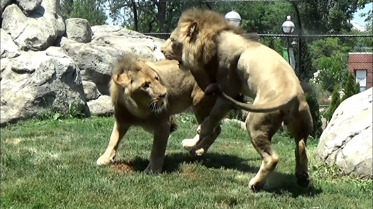 Lincoln Park Zoo Lions 🦁 The 3 Brothers since birth get into some roughhouse