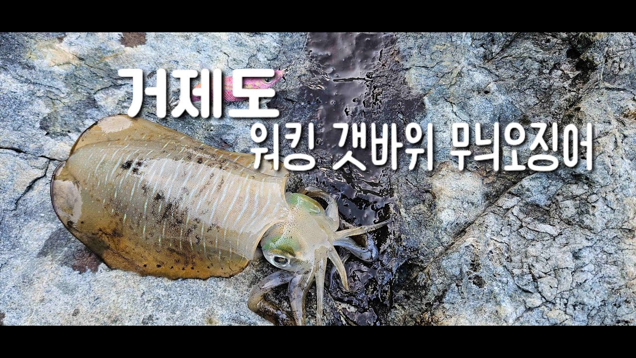 거제도 워킹무늬오징어 낚시 korea squid #무늬오징어 #에깅낚시 