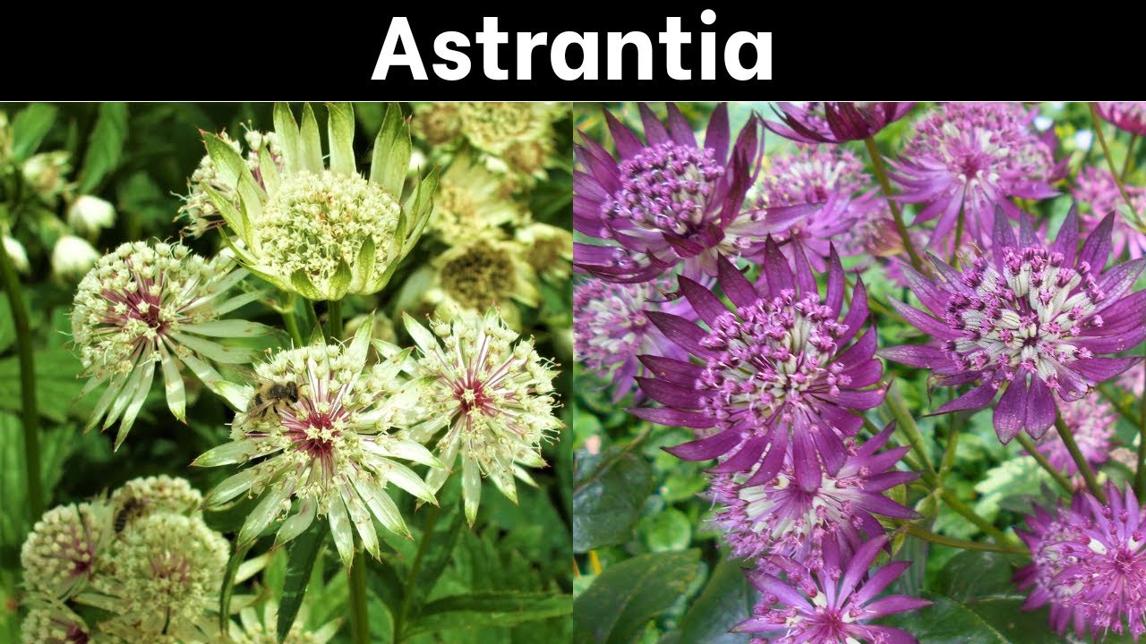 Growing and Propagating Astrantia