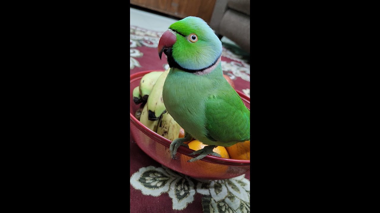 Animal lovers 💕💕 Live Stream