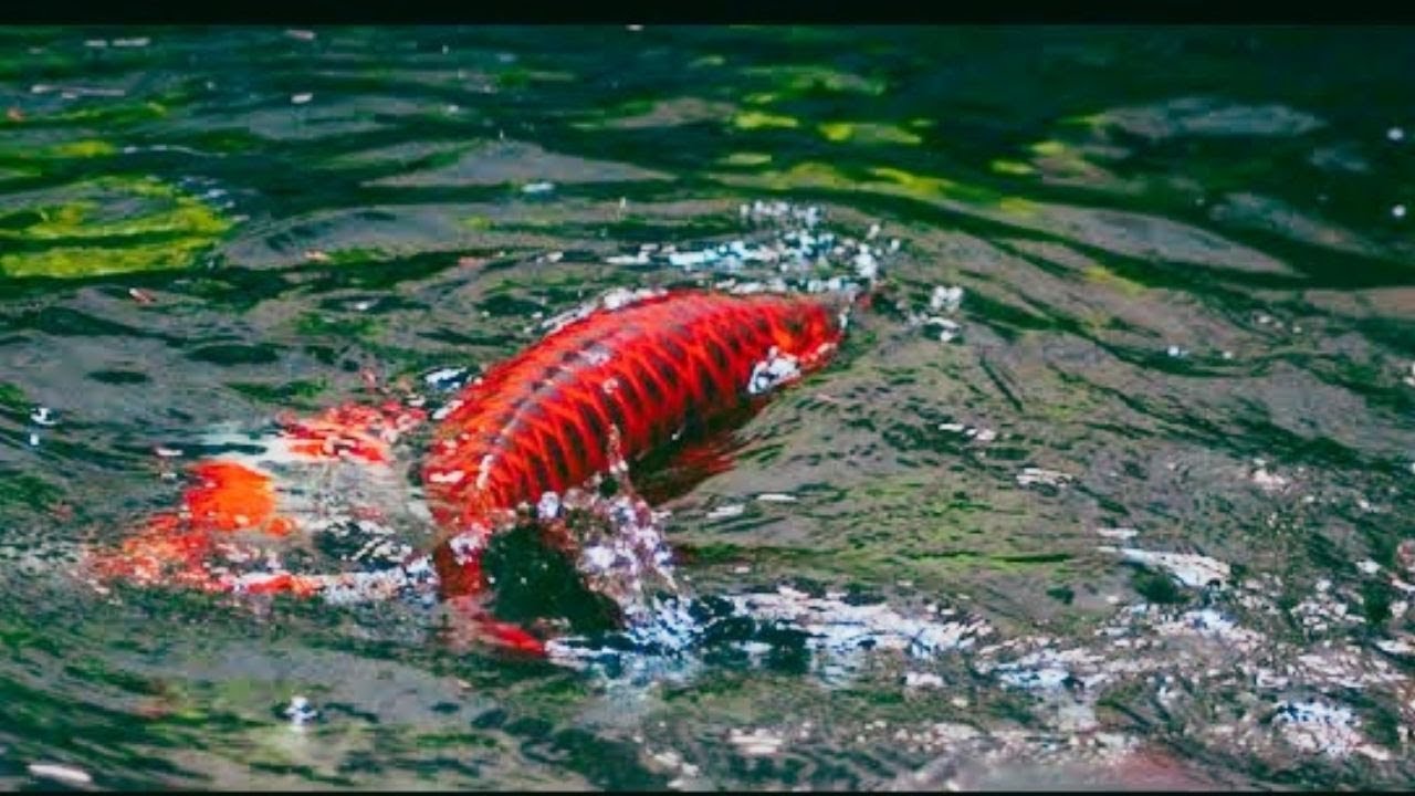 Wild Super Red Arowana in Nature | Beautiful and Rare Arowana