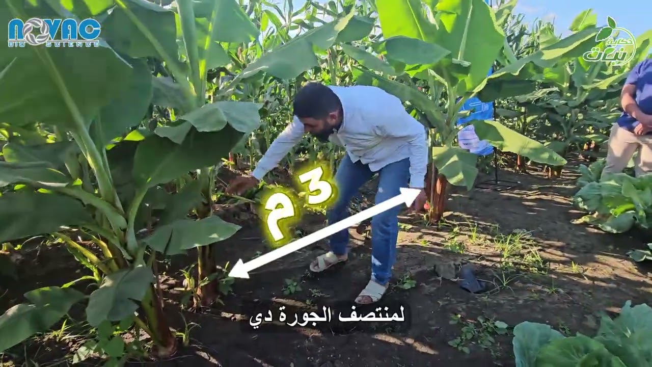 مسافات زراعة الموز في أراضي الدلتا