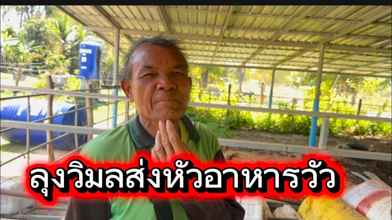 ลุงวิมลส่งอาหารวัวพาชมฟาร์ม