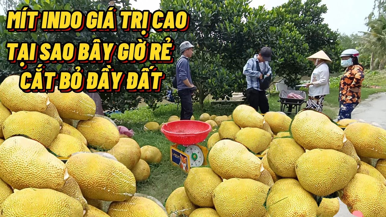 Giống Mít Có Giá Trị Cao - Tại Sao Bây Giờ Rẻ Thê Thảm Cắt Bỏ Đầy Đất#Trung Tình TV