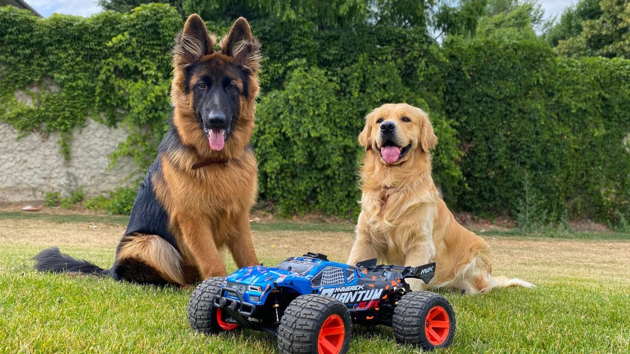 German Shepherd Puppy Attacks RC Car | Funny Dog Reaction