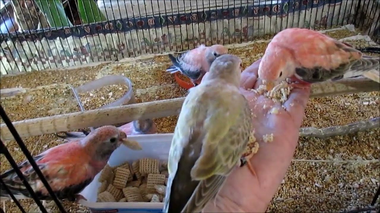 Bourke Parakeet Youngsters, July 2023