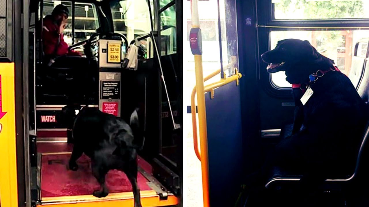 Schlauer Hund nimmt jeden Tag den Bus, um zum Hundepark zu fahren!