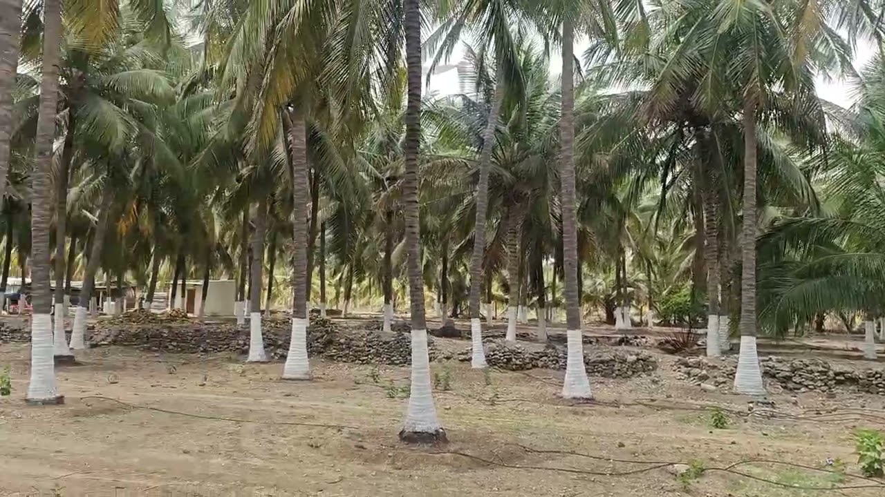 மிககுறைவான விலைக்கு அனைத்து வசதியுடன் 7ஏக்கர்தென்னந்தோப்பு விற்பனைக்குஉள்ளது தொடர்பு கொள்ள9751277783