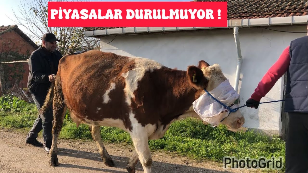 ETTEKİ ARTIŞ HAYVAN PİYASASINI ETKİLEMEYE DEVAM EDİYOR !