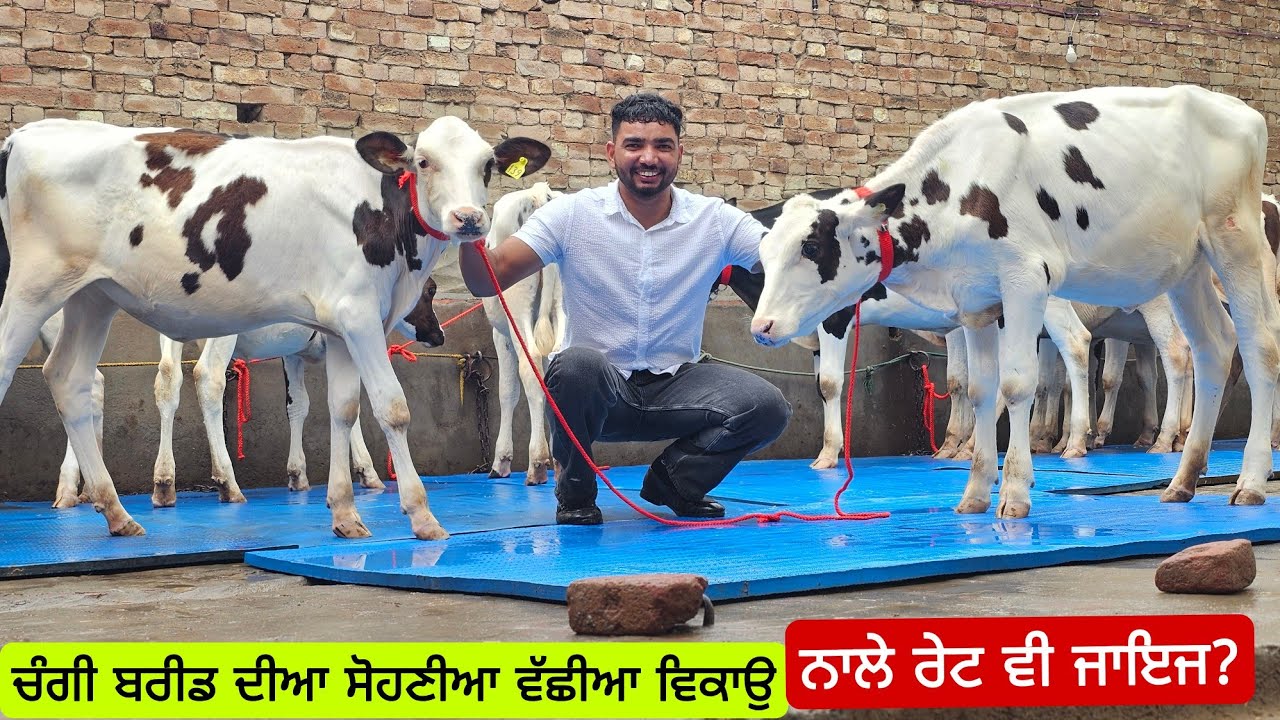 ਸੋਹਣੀਆਂ ਵੱਛੀਆ ਹੀ ਵੱਛੀਆ ਕਿਵੇ ਲੱਗੀਆ ਫਿਰ Beautiful hf Heifer in punjab #viralchallenge #virals