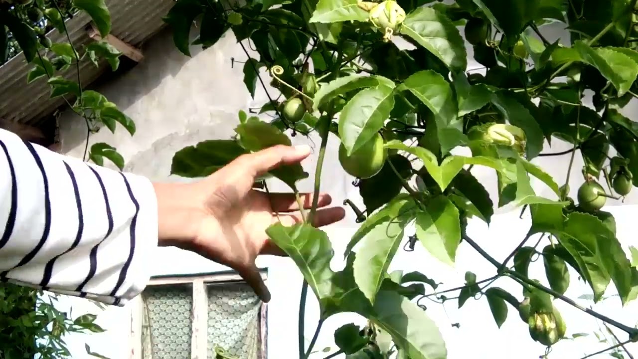 Pruning pohon markisa