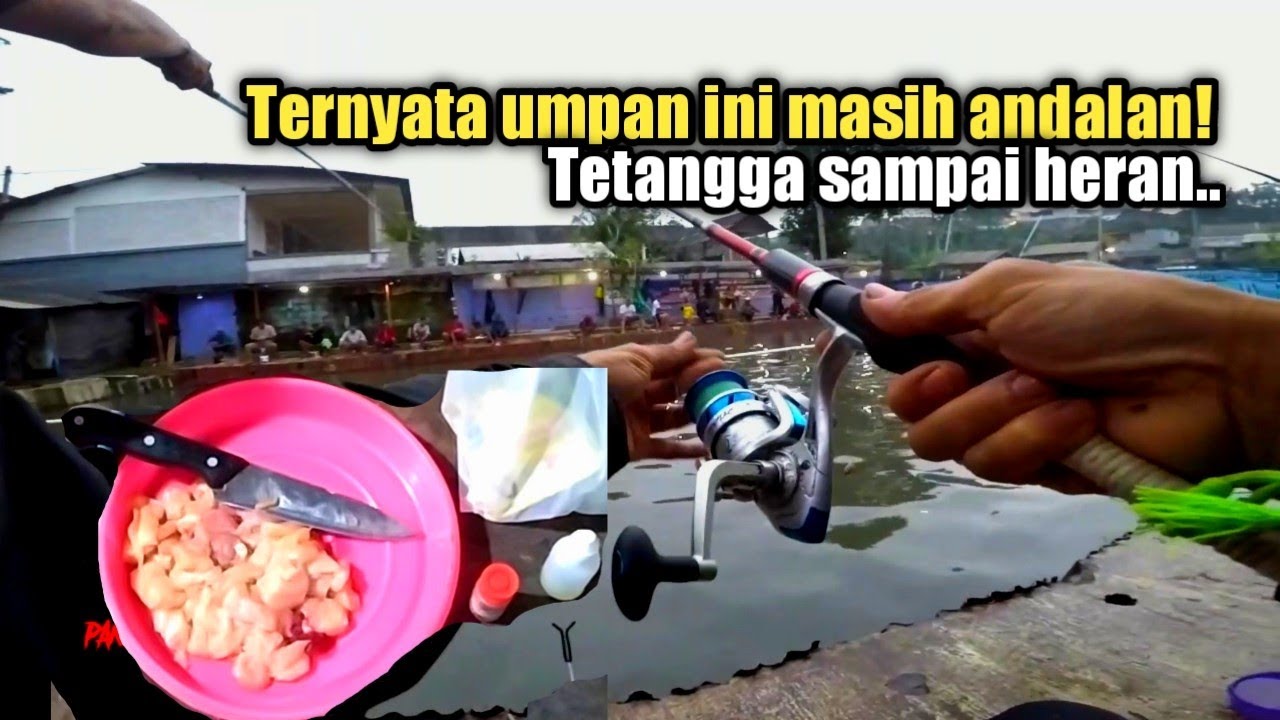 Ayam sakti bikin tetangga baper! Umpan ikan lele andalan galatama dan lomba