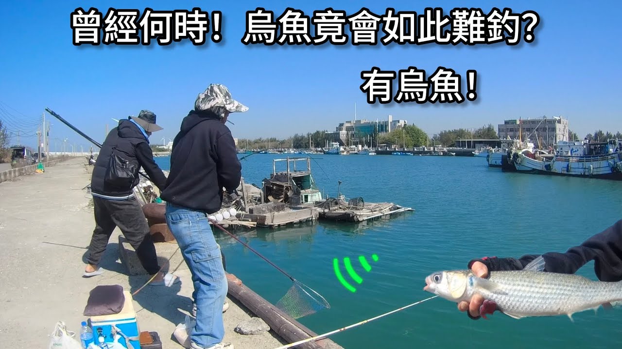 曾經何時！我現在只要能釣上1尾烏魚 就是種幸福？（396集@Pin338548 阿平趴趴走）