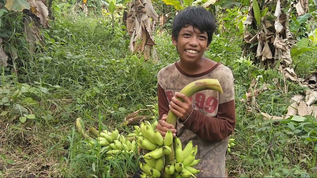 Yeperot suket di sekitaran kakau dan panen pisang