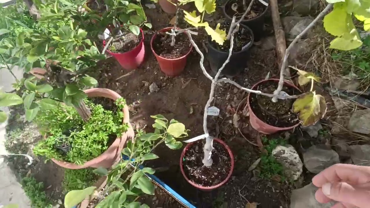 37th Plant Nursery update -  Organic fungicide application and fig tree update