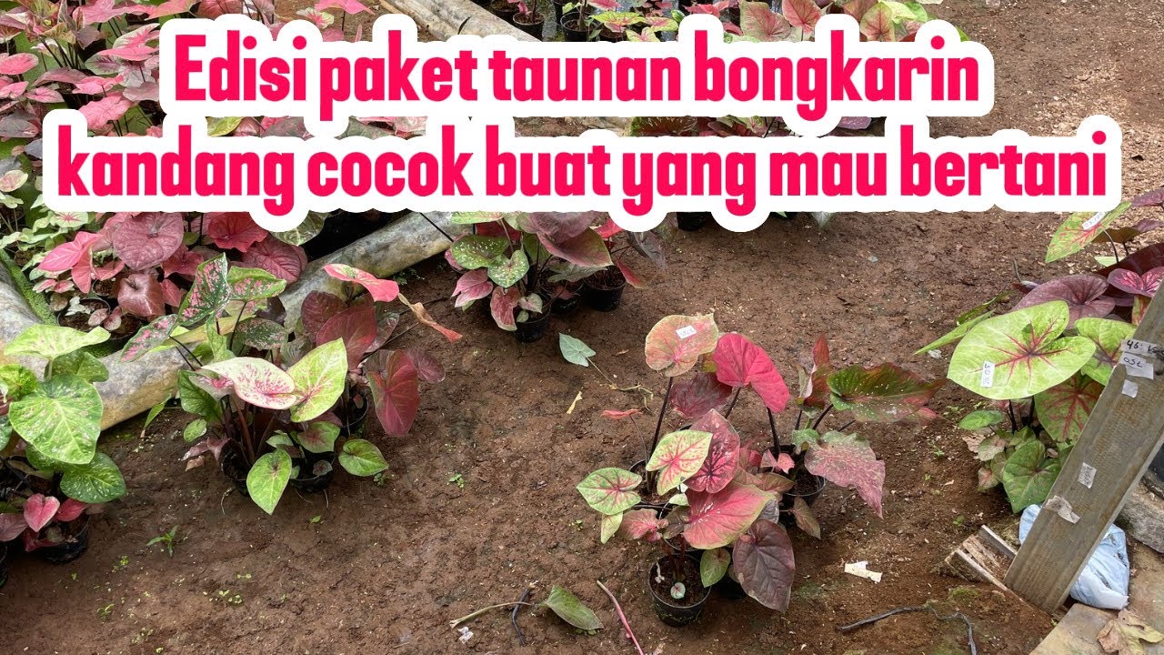 EDISI BERSIHIN KANDANG CUMA ADA 6 PAKET AJA