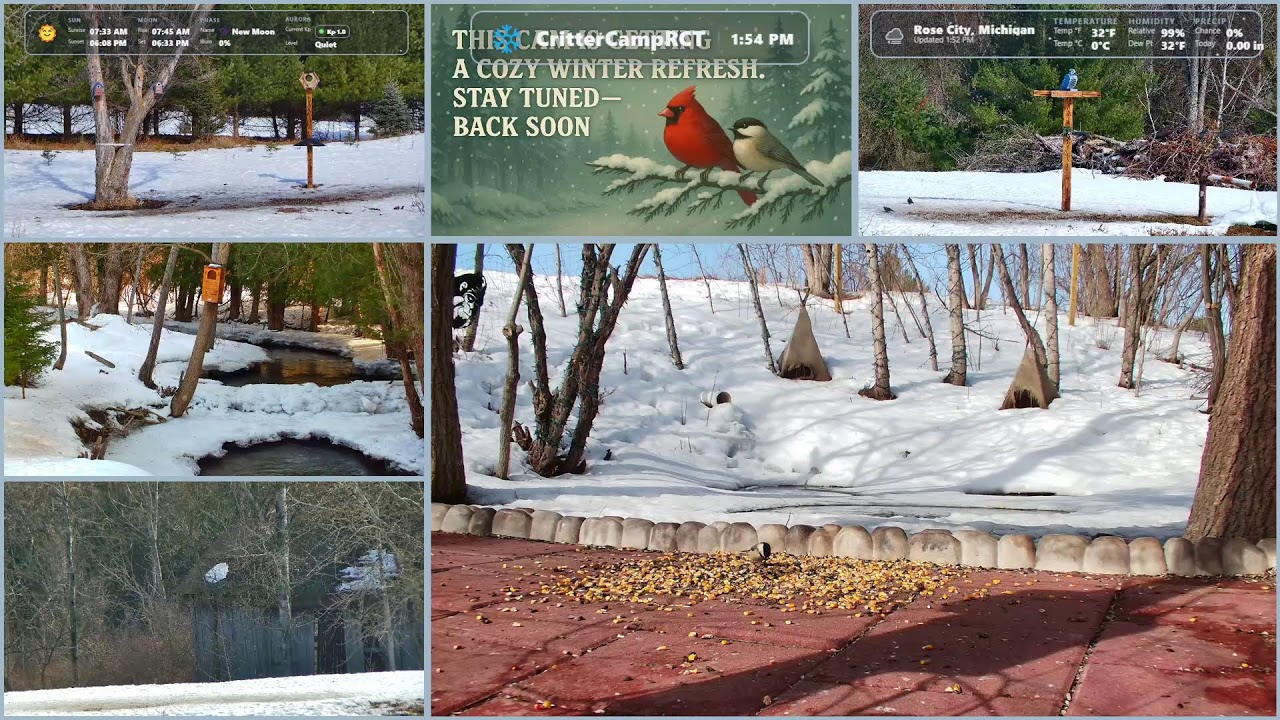 🐦 Winter Buffet at the Camp 🦌