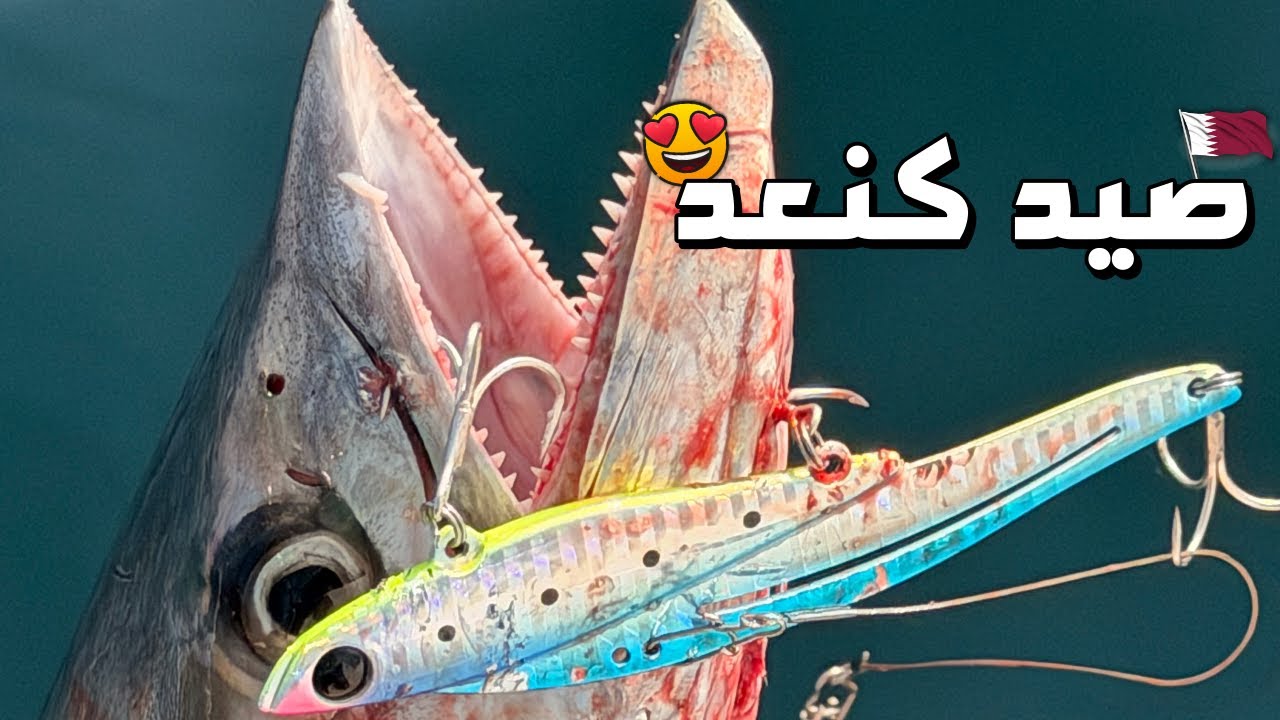 صيد كنعد بطريقة الكاست Kingfish Fishing in Qatar