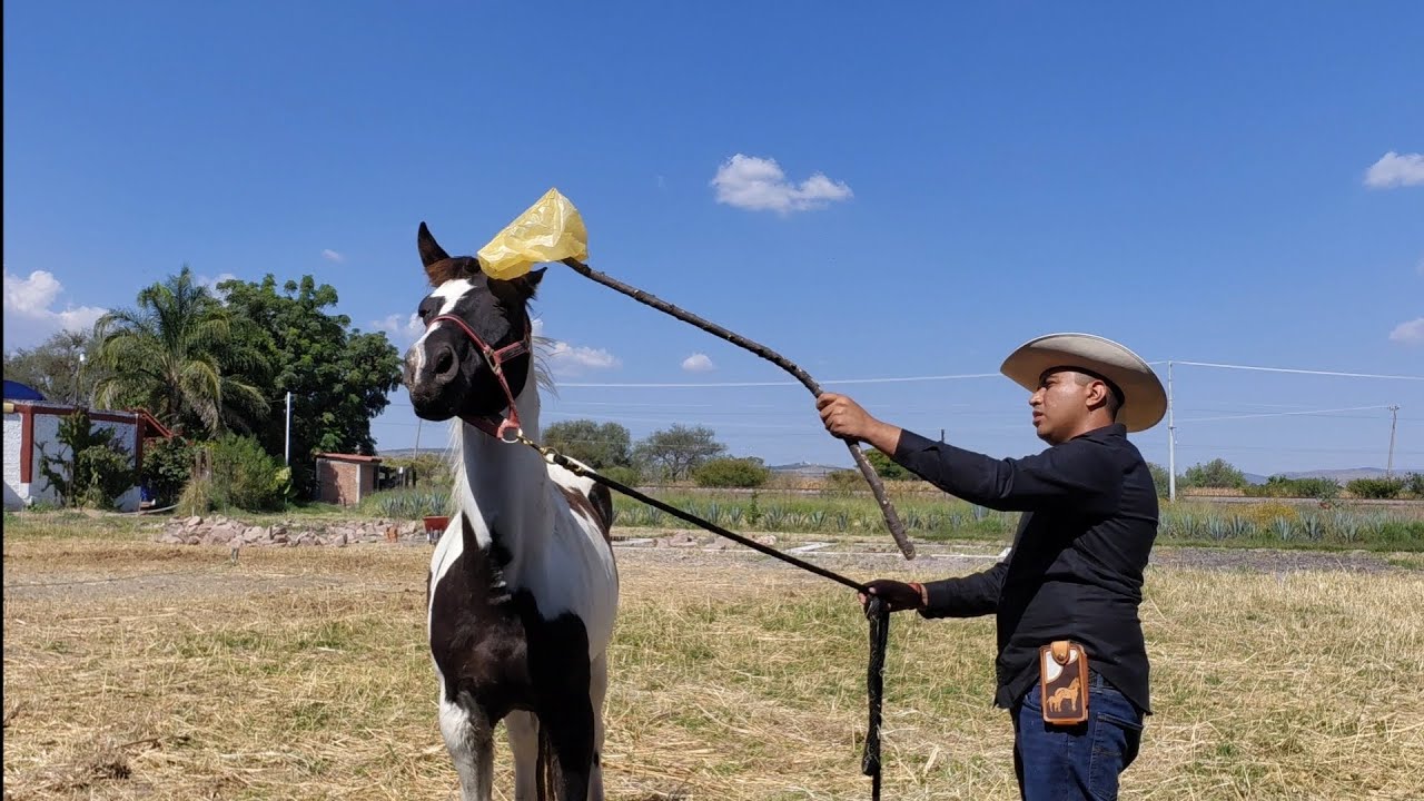 Cómo quitarle el miedo a tu caballo 🐎 - Mejora la confianza de tu caballo - Vlog 10