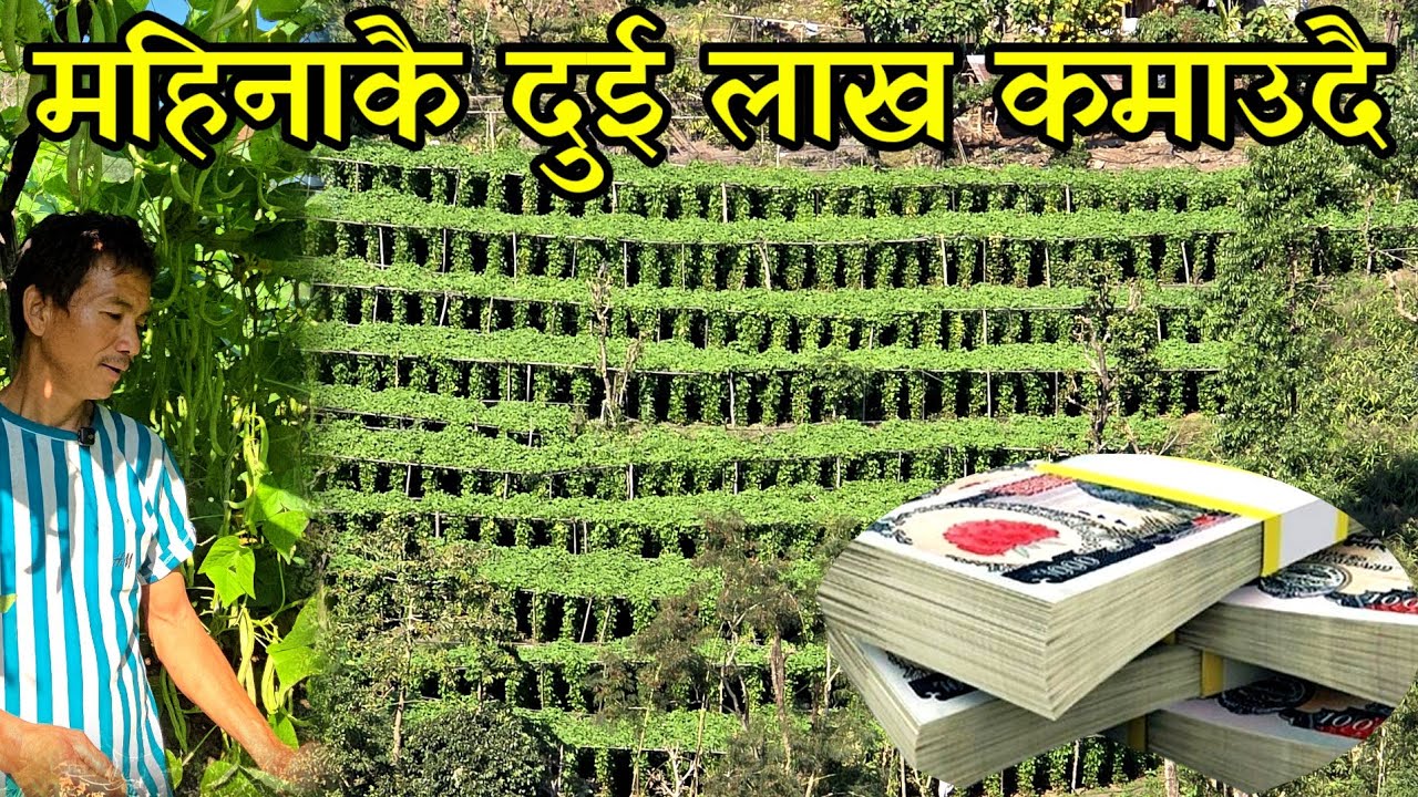 25 हजार लगानी गरेर 4 लाख कमाउने राई दाइ,एक सिजनमा 95 क्विन्टल बेचे village vegetable farming