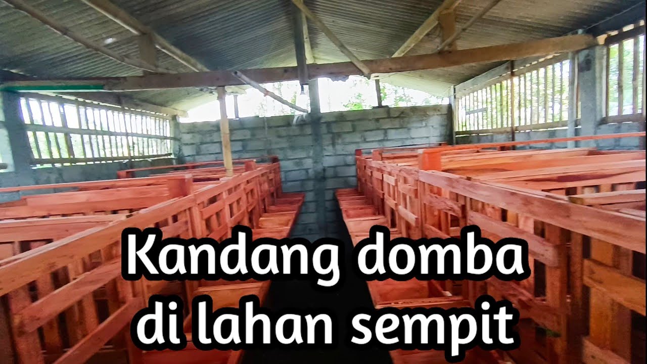 KANDANG DOMBA INDIVIDU COCOK UNTUK BISNIS DOMBA info +62 882-3919-9456