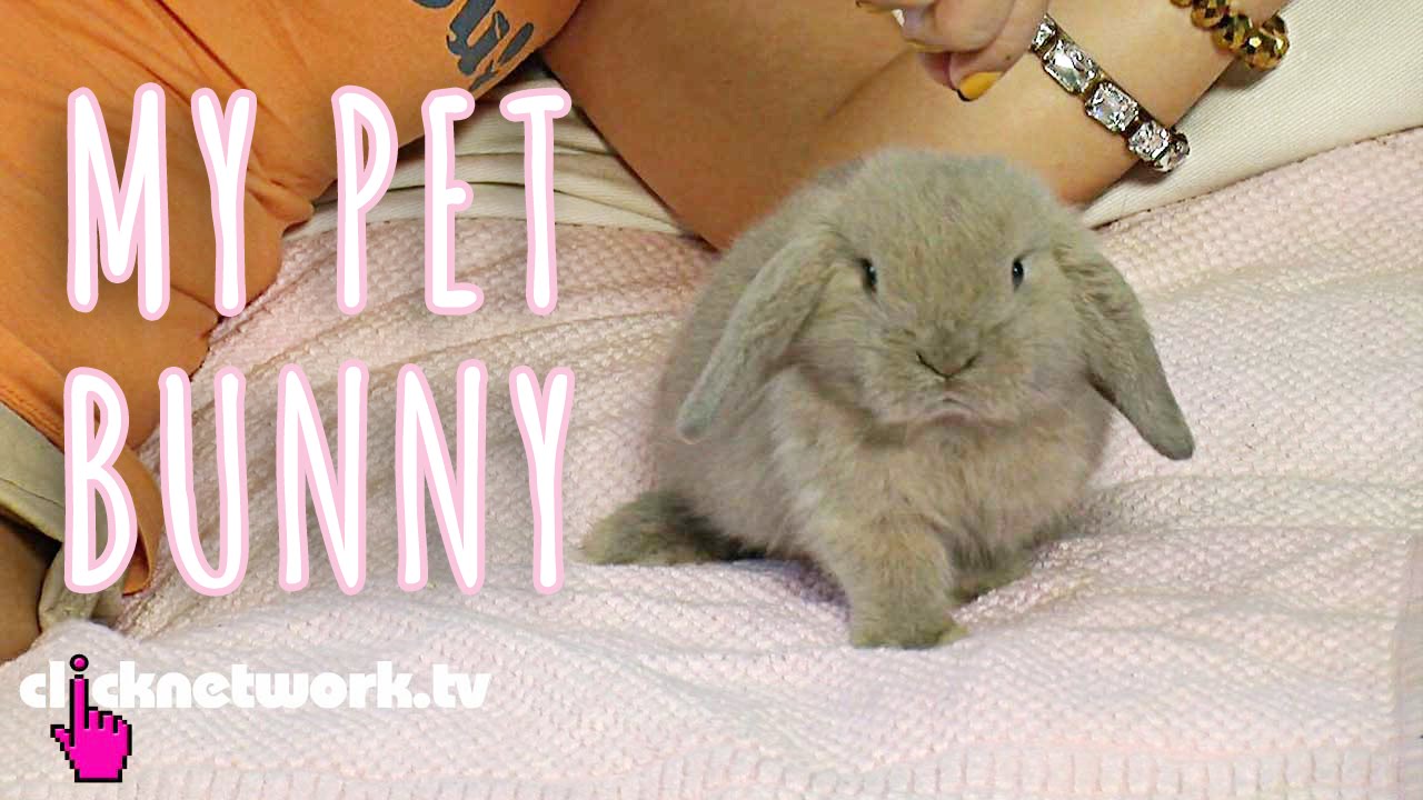 My Pet Bunny - Xiaxue's Guide To Life: EP111
