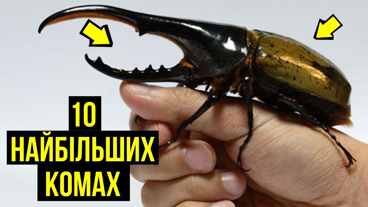 10 НАЙБІЛЬШИХ Комах У Світі