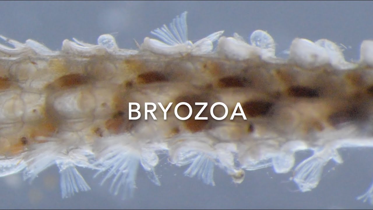 Bryozoa