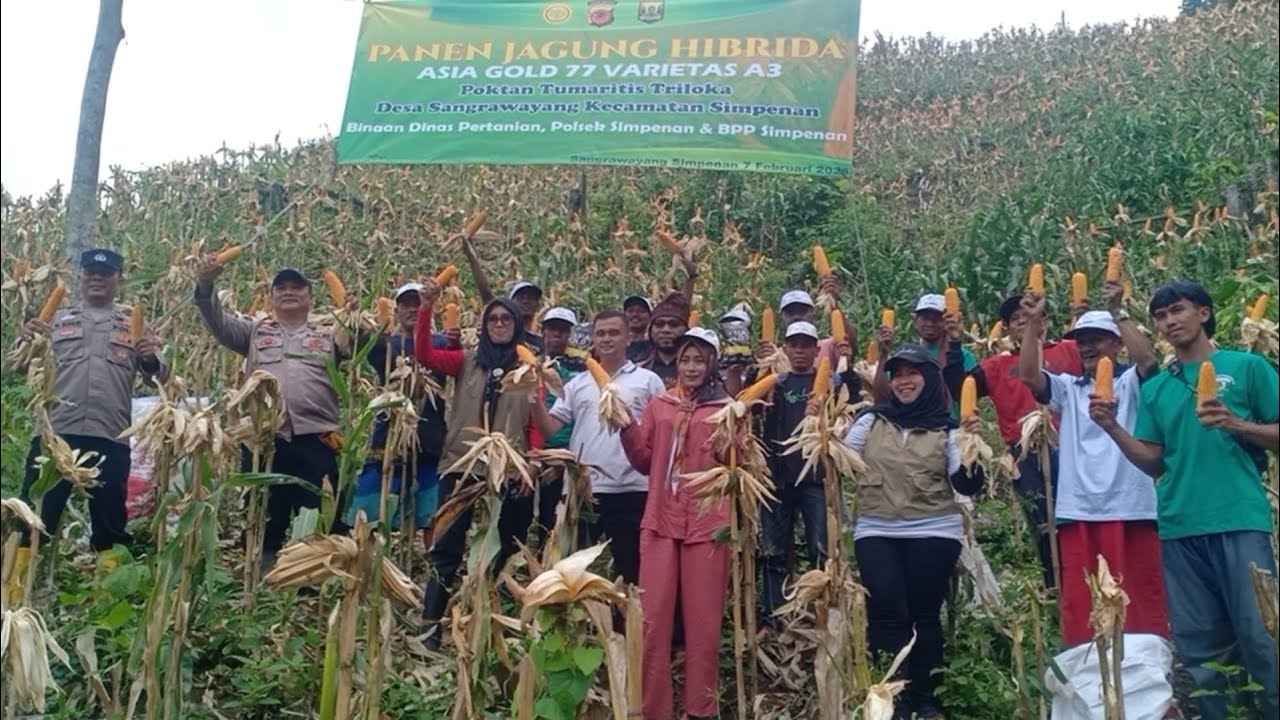 Panen jagung hibrida kelompok tani tumaritis triloka