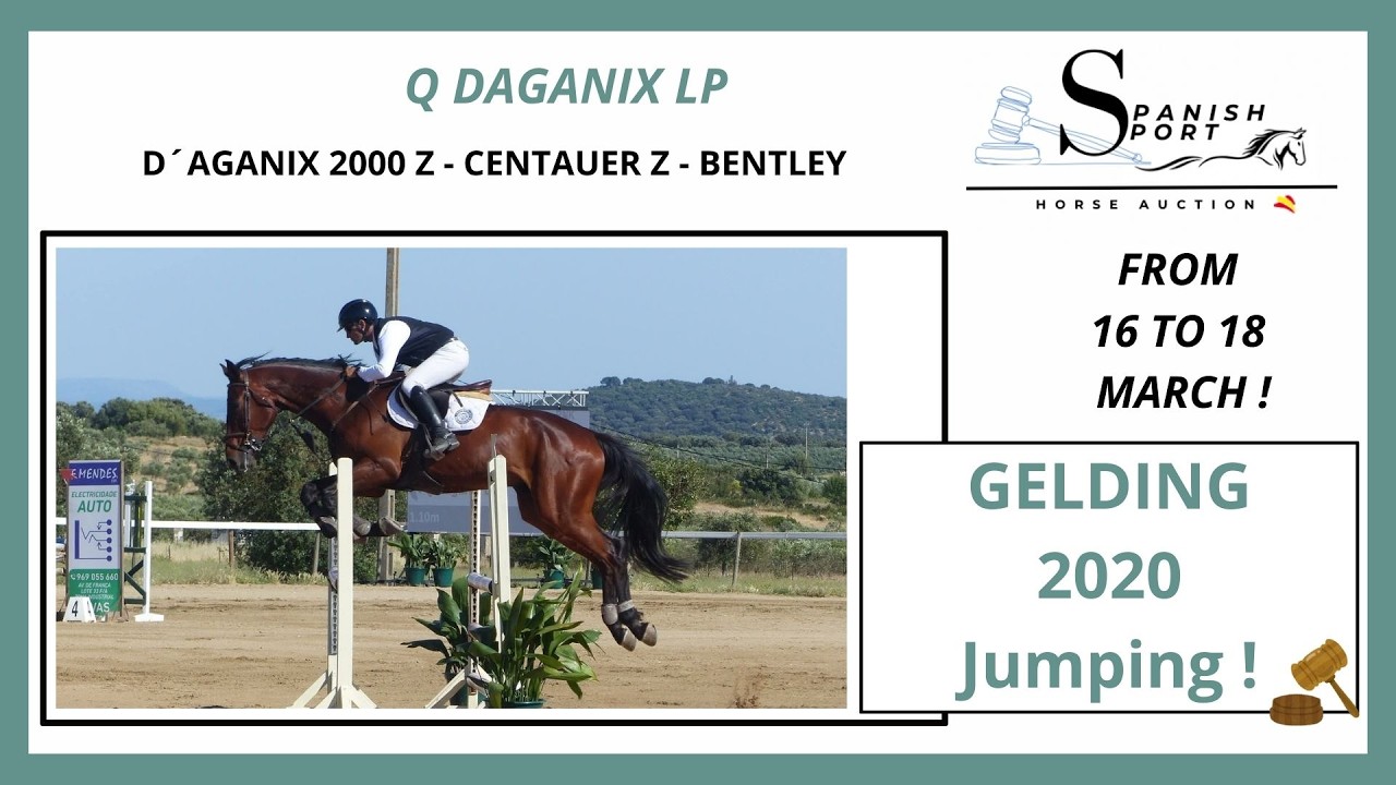Q DAGANIX LP  SHOWJUMPING