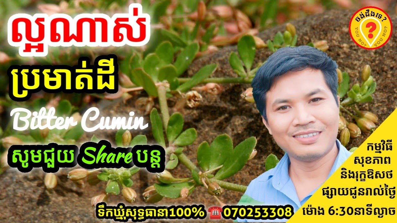 Advantages of Bitter cumin Glinus oppositifolius អត្ថប្រយោជន៍របស់ស្មៅប្រមាត់ដី