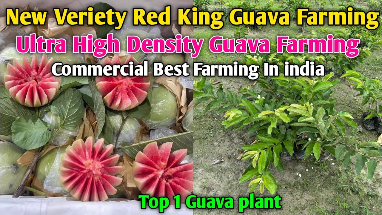 Ultra High Density Guava Farming Red King Guava Most Profitable Variety Guava Farming 