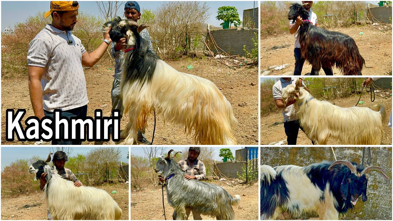 Andul & Khassi Kashmiri (Bakharwal) Goats at Al Muqaddas Goat Farm Pune