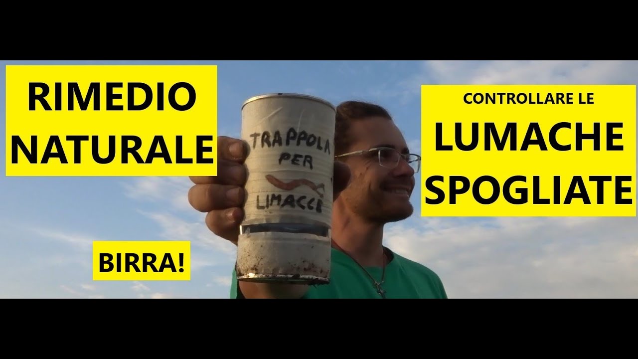 Come fare una trappola per le lumache senza guscio (limacce): Rimedio naturale! Tutorial Agricoltura