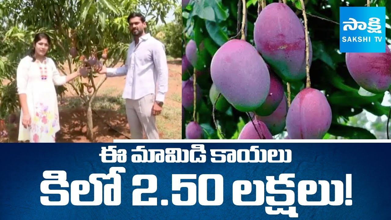 Khammam District Farmer Cultivates World's Most Expensive Mangoes | Miyazaki Mangoes | @SakshiTV
