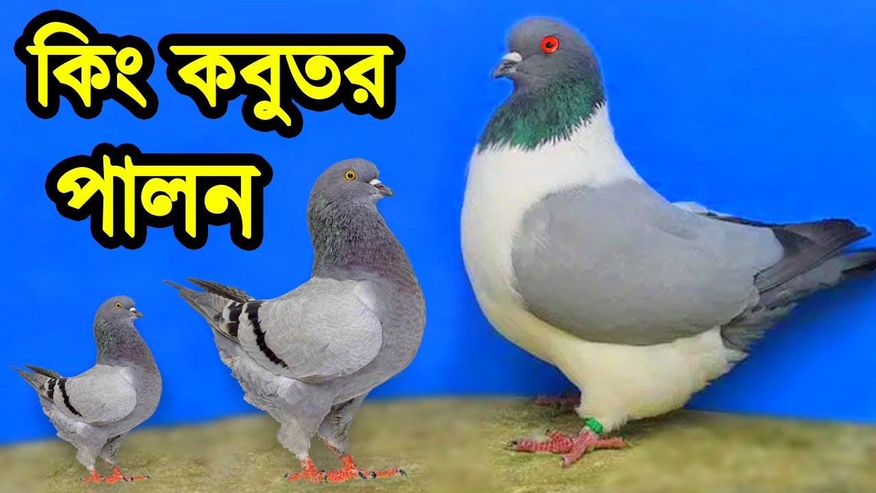 স্বল্প খরচে অধিক লাভজনক আসল কিং কবুতর জাত ও দামসহ পালন পদ্ধতি সম্পর্কে জেনে নিন | Top 10 King Pigeon