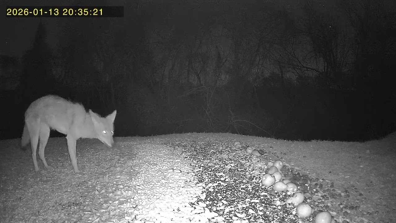 3 legged coyote getting an easy meal