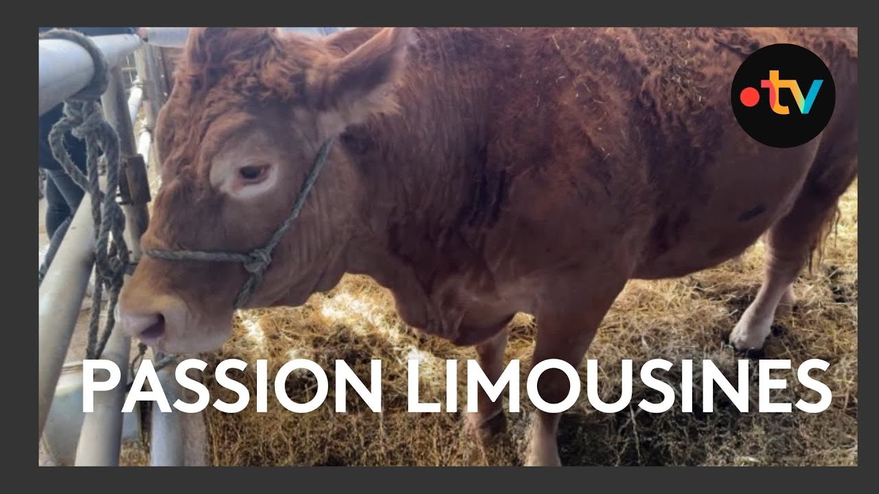 Alexandre Humeau, &eacute;leveur de vaches limousines &agrave; Dienn&eacute; dans la Vienne