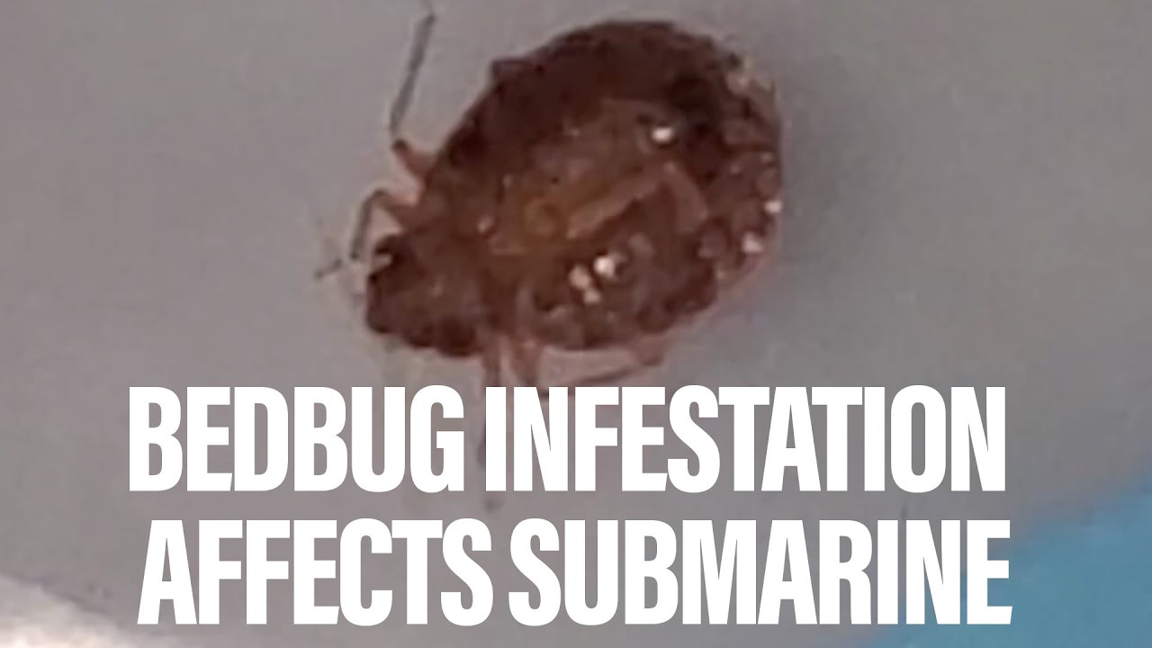 Bedbugs on a submarine | Military Times Reports