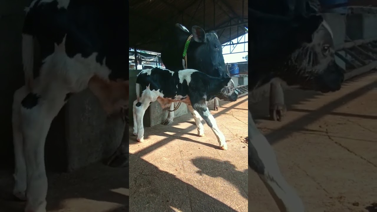 ABS ARMADA RESULT/ Hf cow /hf calf #dairy #shorts