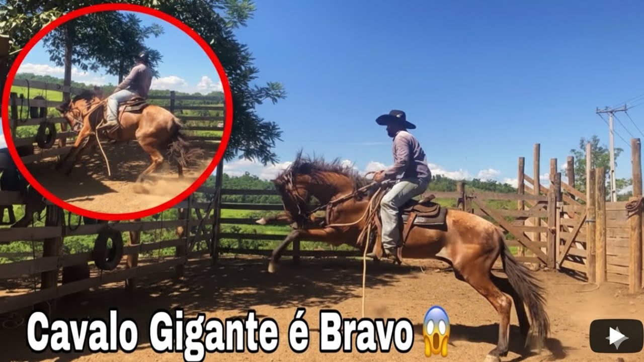 “Descobri que o Cavalo Gigante é muito Bravo😱 Pulou e tentou me derrubar”