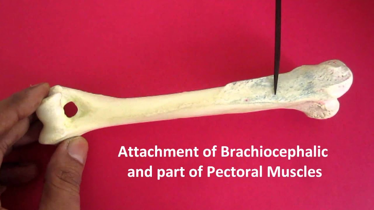 Anatomy of Humerus of Dog - by Dr Banga