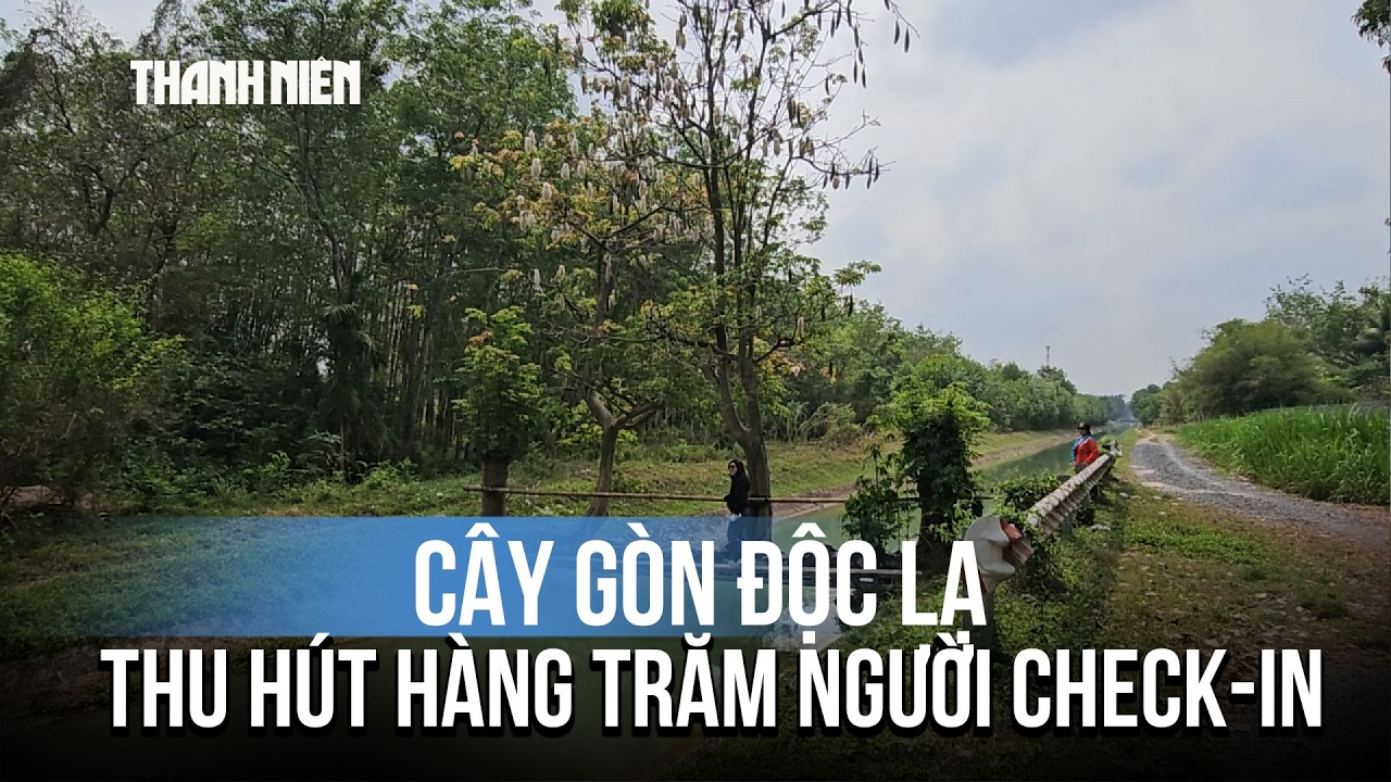Cây gòn độc lạ nằm ngang dòng kênh ở TP.HCM thu hút hàng trăm người check-in