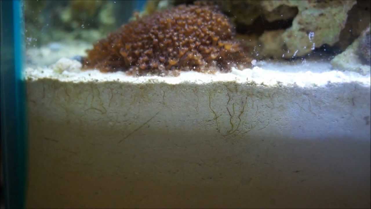 Creating a Deep Sand Bed Reef Update