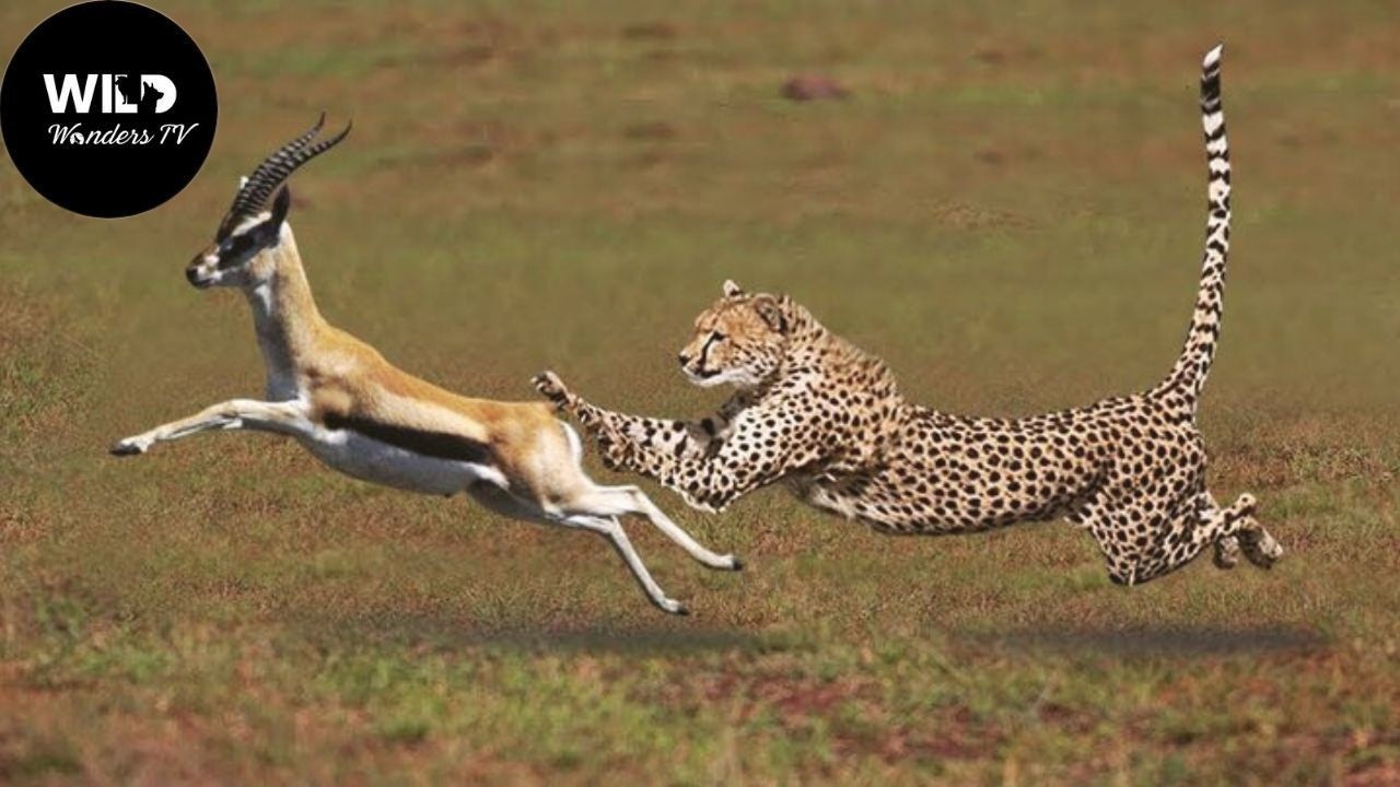 Mestres da Caça: O Instinto Selvagem Revelado #animaisselvagens | Wild Wonders
