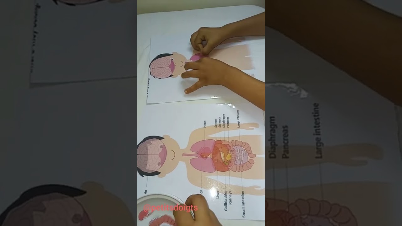 سلسلة أنشطة صيفية:أعضاء الجسم (الجزء 1) #جسم الإنسان#humanbody#