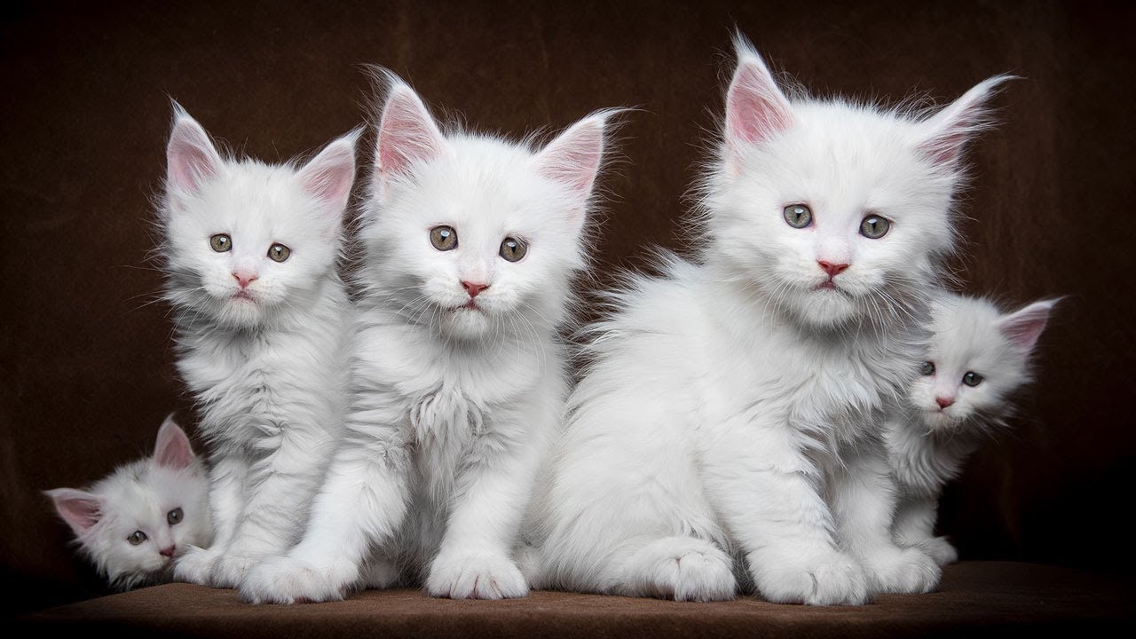 100 portraits of Maine Coon kittens.