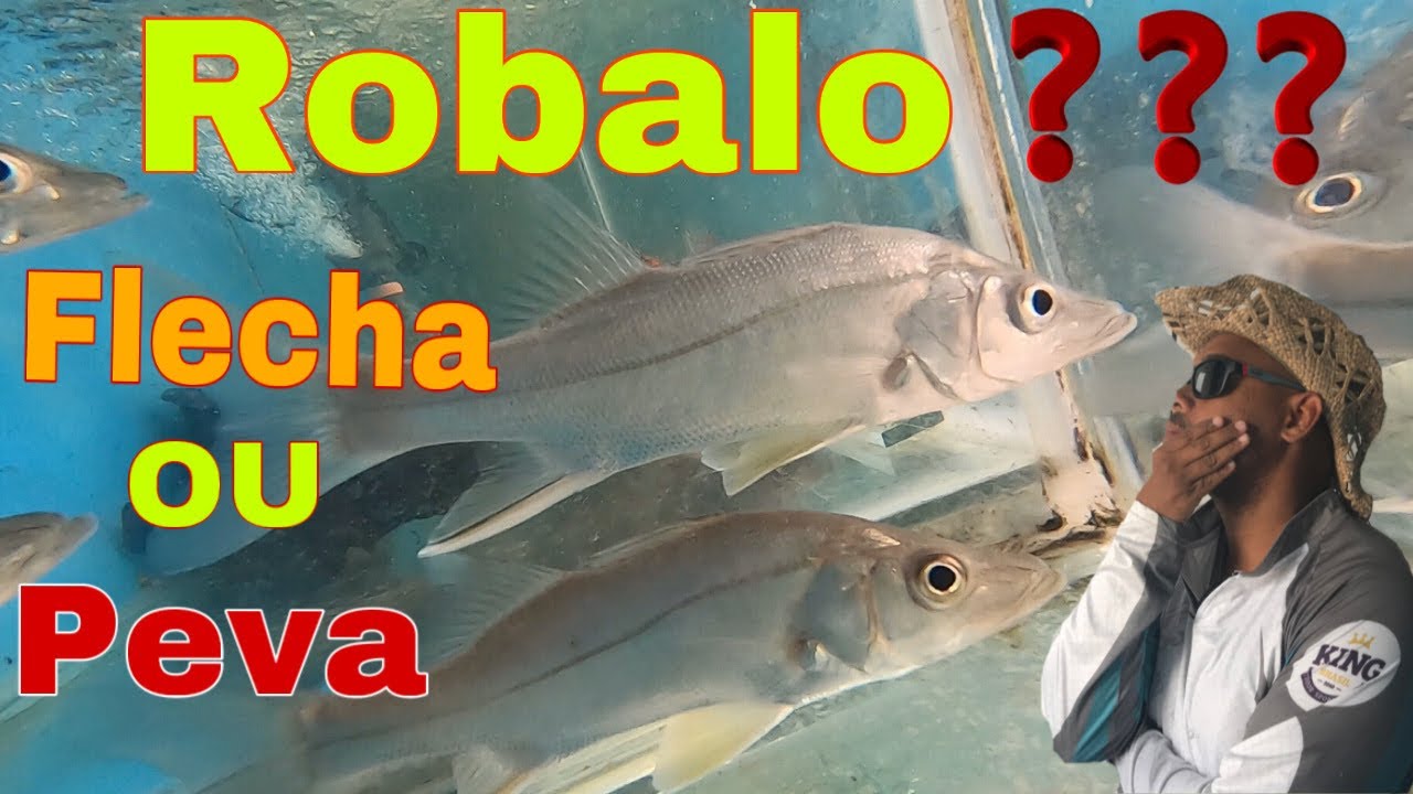 INCR&Iacute;VEL - DIFEREN&Ccedil;A DE ROBALO FLECHA E ROBALO PEVA !!!